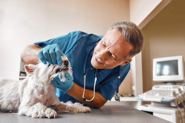 Best Mobile Emergency Dentist in Faxon, PA